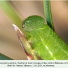 coenonympha symphyta  didi abuli final larval 3